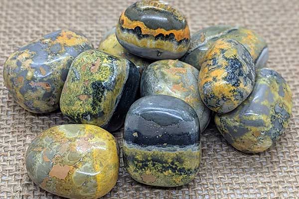 Learn about Bumble Bee Jasper