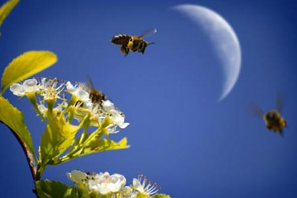May - The Full Honey Moon
